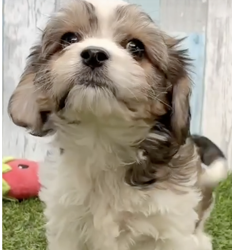 Cavachon Breed Info